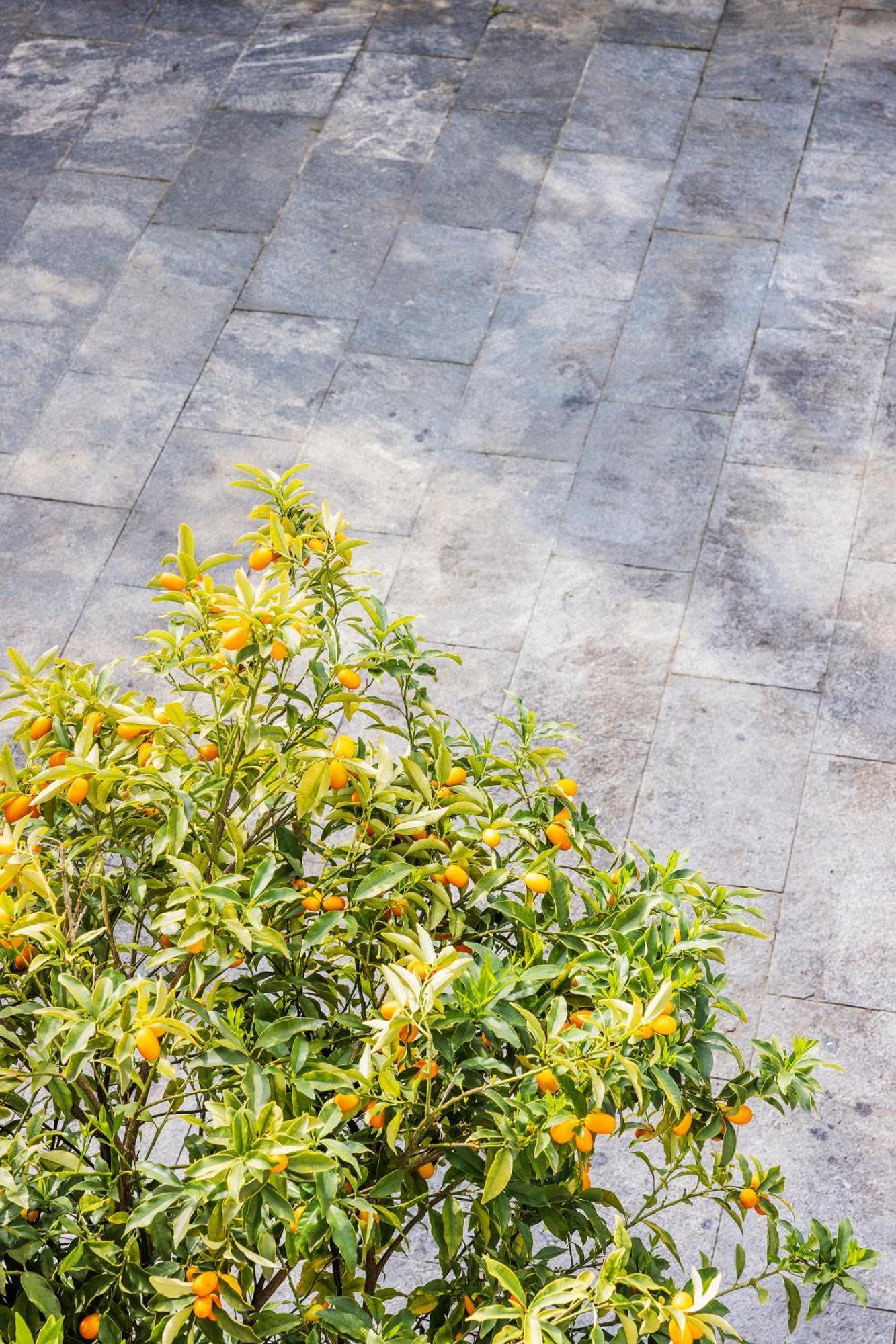 Villa Magnolia Locarno Ngoại thất bức ảnh